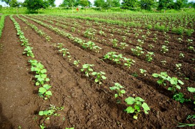 Hindistan 'da yeşil pamuk tarlası