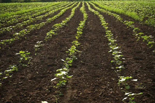 Hindistan 'da yeşil pamuk tarlası