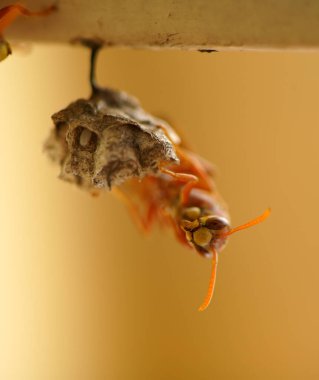 Close-up of wasps sitting on nest.