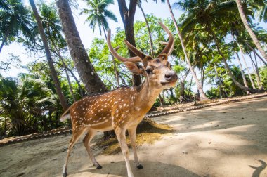 Ross Adası, Andaman ve Nicobar 'da benekli geyik.