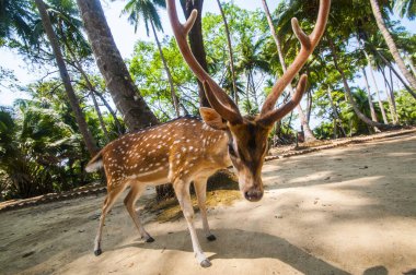Ross Adası, Andaman ve Nicobar 'da benekli geyik.