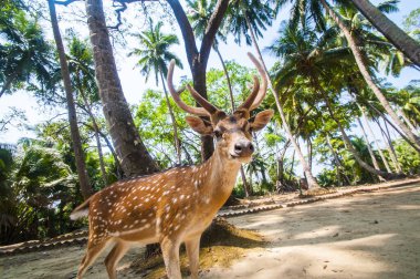 Ross Adası, Andaman ve Nicobar 'da benekli geyik.