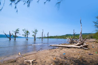 Jolly Buoy Sahili 'nin göz kamaştırıcı manzarası, Andaman & Nicobar Adaları sahilinde uzanan güzel bir ağaç.