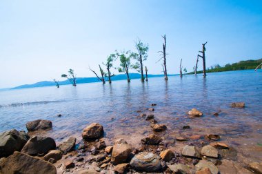 Jolly Buoy Sahili 'nin göz kamaştırıcı manzarası, Andaman & Nicobar Adaları sahilinde uzanan güzel bir ağaç.