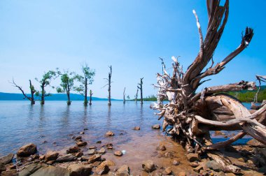 Jolly Buoy Sahili 'nin göz kamaştırıcı manzarası, Andaman & Nicobar Adaları sahilinde uzanan güzel bir ağaç.