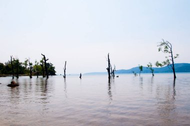 Muhteşem bir sahil manzarası, deniz suyunda güzel bir ağaç, Andaman & Nicobar Adaları.
