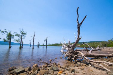 Jolly Buoy Sahili 'nin göz kamaştırıcı manzarası, Andaman & Nicobar Adaları sahilinde uzanan güzel bir ağaç.
