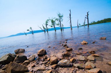 Jolly Buoy Sahili 'nin göz kamaştırıcı manzarası, Andaman & Nicobar Adaları sahilinde uzanan güzel bir ağaç.