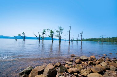 Muhteşem bir sahil manzarası, deniz suyunda güzel bir ağaç, Andaman & Nicobar Adaları.