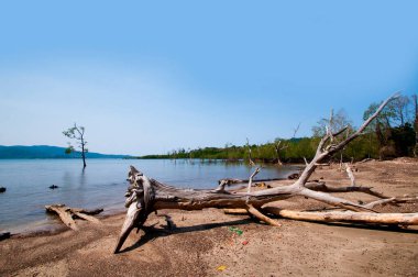 Jolly Buoy Sahili 'nin göz kamaştırıcı manzarası, Andaman & Nicobar Adaları sahilinde uzanan güzel bir ağaç.