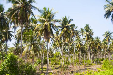 Güzel hindistan cevizi palmiyesi çiftliği