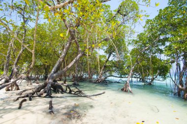 Havelock Adası, Andaman ve Nicobar, Hindistan Vijaynagar kumsalda mangrov ağaca