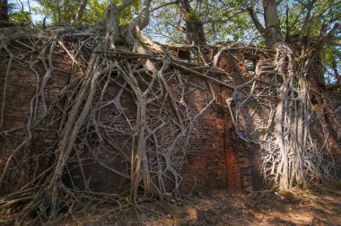 Andaman ve Nicobar Adaları 'ndaki Ross Adası' nda İngilizlerin kullandığı terk edilmiş ve harap bir ev.