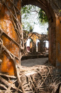 Eski ağaç kökleri duvarlarla kaplı. Soyut Arkaplan