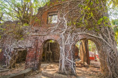 Terk edilmiş koloni mimarisi Ross Adası, Andaman ve Nicobar takımadalarında büyük ağaç kökleri ile kaplıydı.