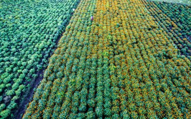 Hindistan 'da bir marigold tarlasının havadan görünüşü..