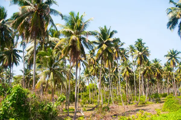 Güzel hindistan cevizi palmiyesi çiftliği