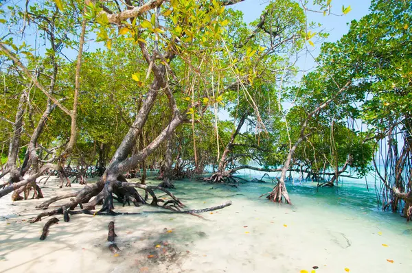 Havelock Adası, Andaman ve Nicobar, Hindistan Vijaynagar kumsalda mangrov ağaca