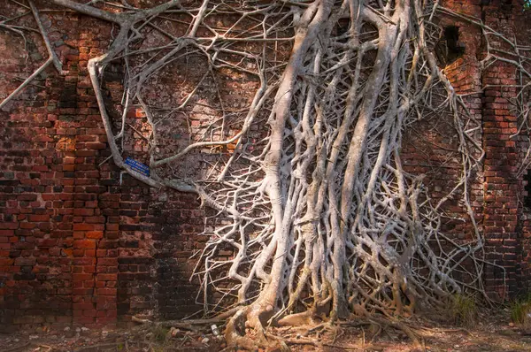 Eski ağaç kökleri duvarlarla kaplı. Soyut Arkaplan