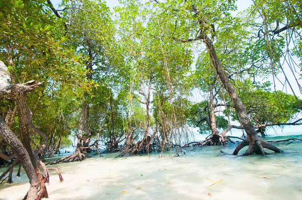 Havelock Adası Sahili, deniz suyunda güzel bir ağaç, Andaman & Nicobar Adaları.