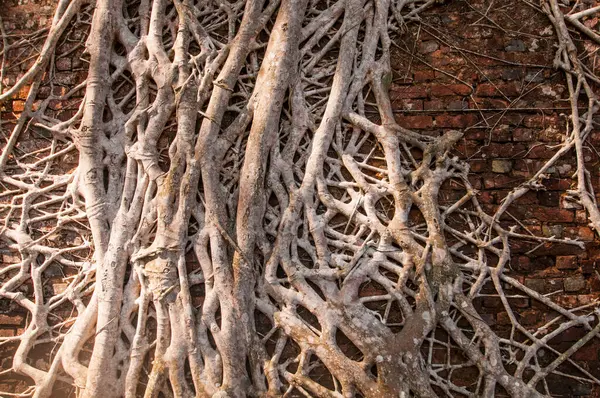 Eski ağaç kökleri duvarlarla kaplı. Soyut Arkaplan