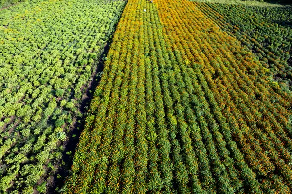 Hindistan 'da bir marigold tarlasının havadan görünüşü..