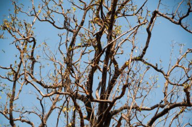 Sonbahar ormanı doğası.