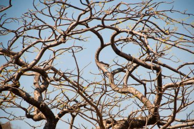 Sonbahar ormanı doğası.