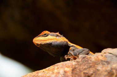 Ormandaki Agama kertenkelesi