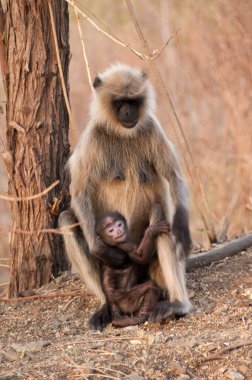Ormanda bir langur maymunu