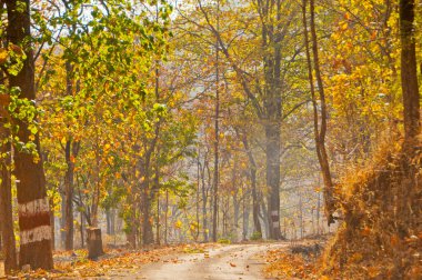 Sonbahar ormanı doğası.