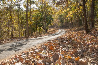 Sonbahar ormanı doğası.