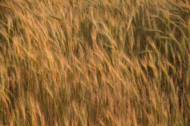 Buğday tarlası ve kırsal alan