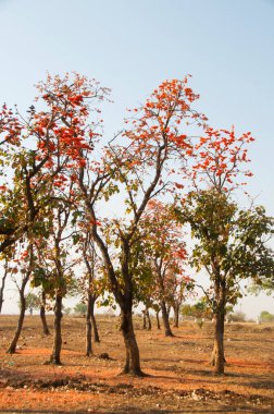 Sonbahar ormanı doğası.