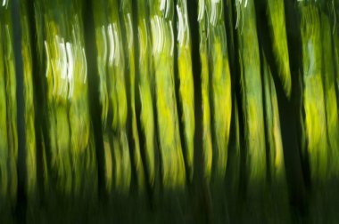 Soyut orman geçmişi, doğa soyut arka plan, orman bulanık arka plan..