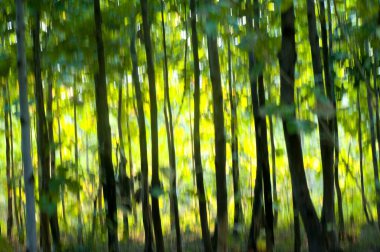 Soyut orman geçmişi, doğa soyut arka plan, orman bulanık arka plan..