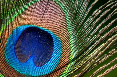 Renkli ve Sanatsal Tavuskuşu Tüyleri.