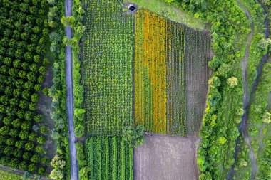 Hindistan 'da bir marigold tarlasının havadan görünüşü..