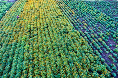 Hindistan 'da bir marigold tarlasının havadan görünüşü..