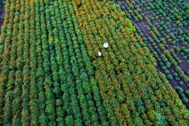 Çiftçinin havadan görünüşü Hindistan 'da taze kadife çiçeği hasat ediyor..