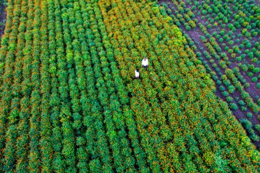 Çiftçinin havadan görünüşü Hindistan 'da taze kadife çiçeği hasat ediyor..
