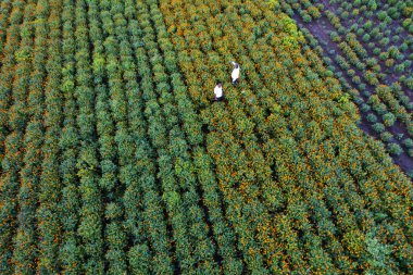 Çiftçinin havadan görünüşü Hindistan 'da taze kadife çiçeği hasat ediyor..