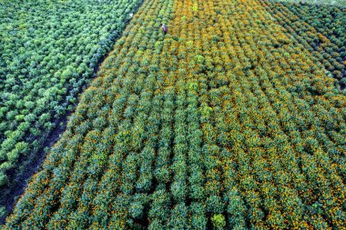 Hindistan 'da bir marigold tarlasının havadan görünüşü..