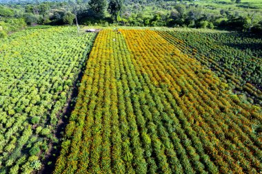 Hindistan 'da bir marigold tarlasının havadan görünüşü..
