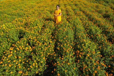 Hindistan 'da, kadife çiçekli bir tarladaki kadın görüntüsü..