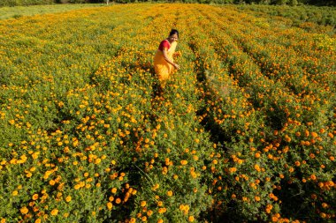 Hindistan 'da, kadife çiçekli bir tarladaki kadın görüntüsü..