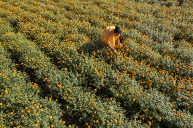 Hindistan 'da, kadife çiçekli bir tarladaki kadın görüntüsü..