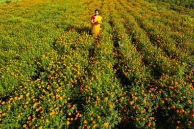 Hindistan 'da, kadife çiçekli bir tarladaki kadın görüntüsü..