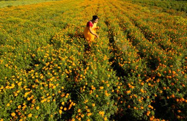 Hindistan 'da, kadife çiçekli bir tarladaki kadın görüntüsü..