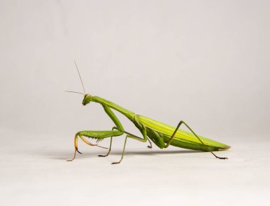 Peygamber devesi böceği iş başında.